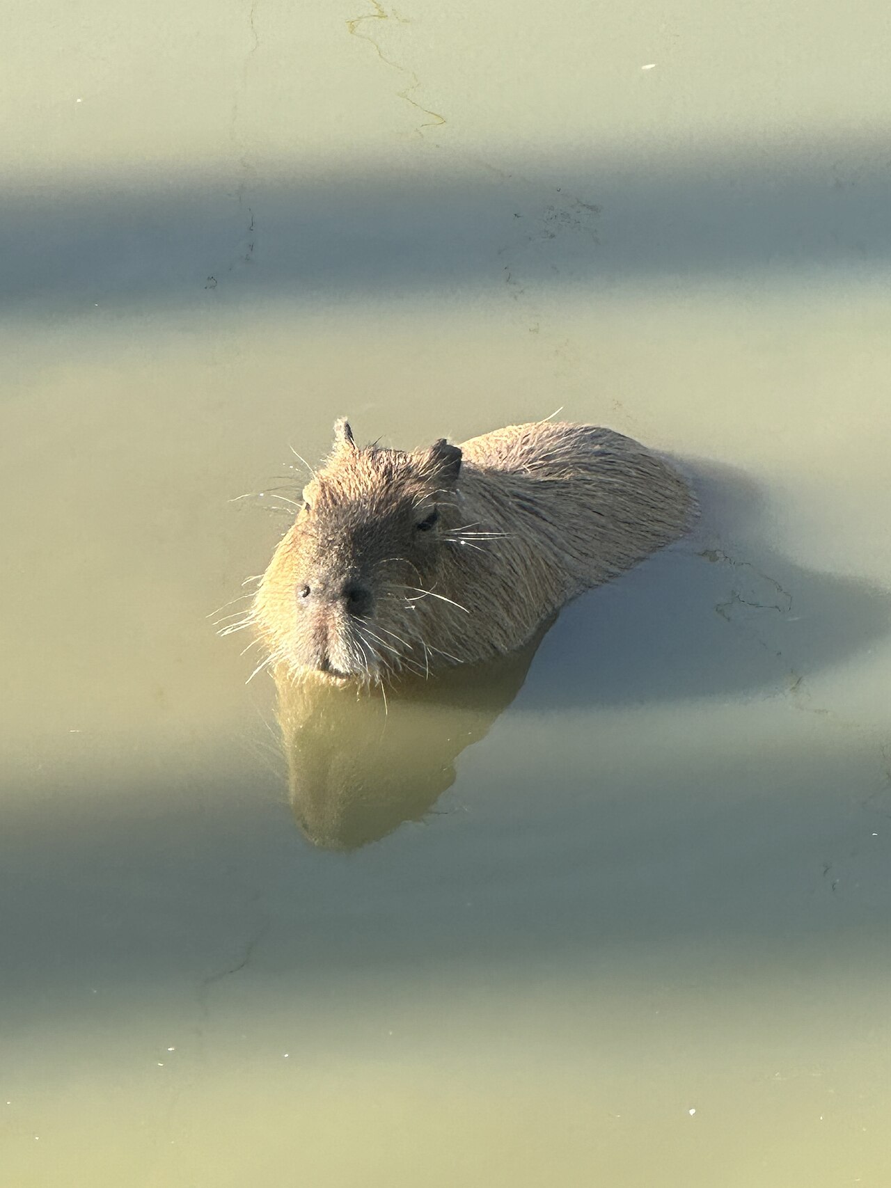 Los capibaras