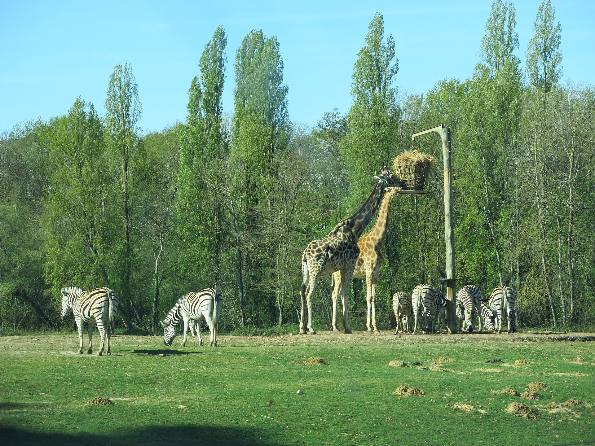 Zoo de Thoiry depuis Paris : billets et accès