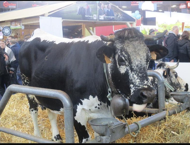 Salon de l'agriculture in Paris: Termine und gute Gründe für einen Besuch