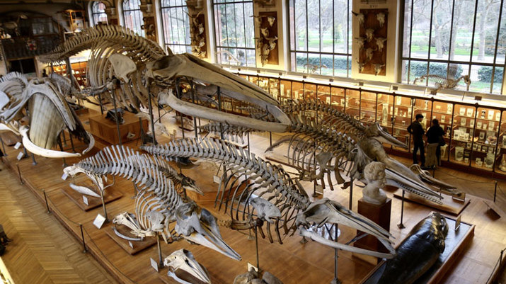 Museo Nacional de Historia Natural